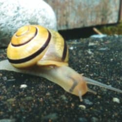 No more slow requests with Delayed Job (Rails 4)